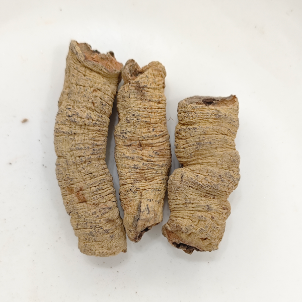 รากโมรินดา (Morinda officinalis)