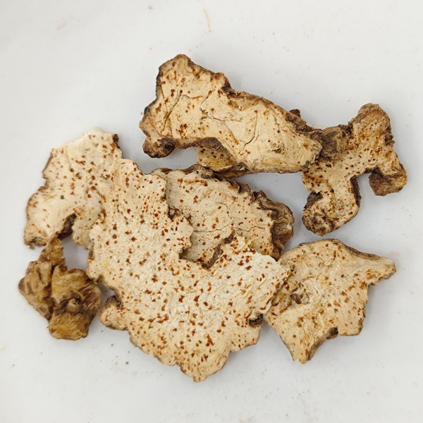 แอแทรคทิโลเดส แลนเซีย