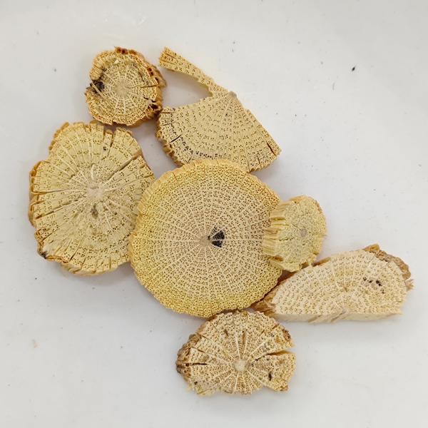 ก้านไม้เลื้อยจำพวกจีน