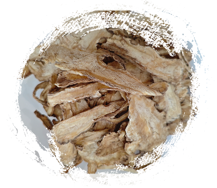 แองเจลิกา ซิเนนซิส