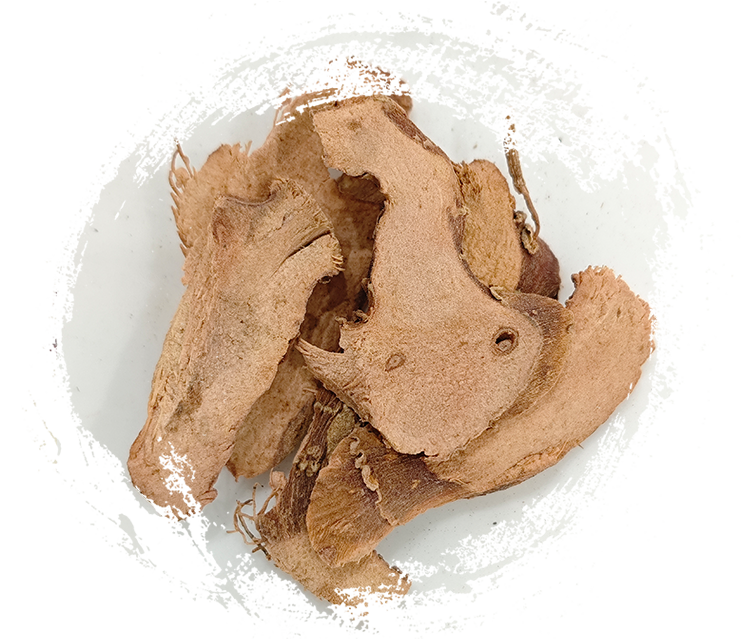 ข่าน้อย (Kaempferia galanga)