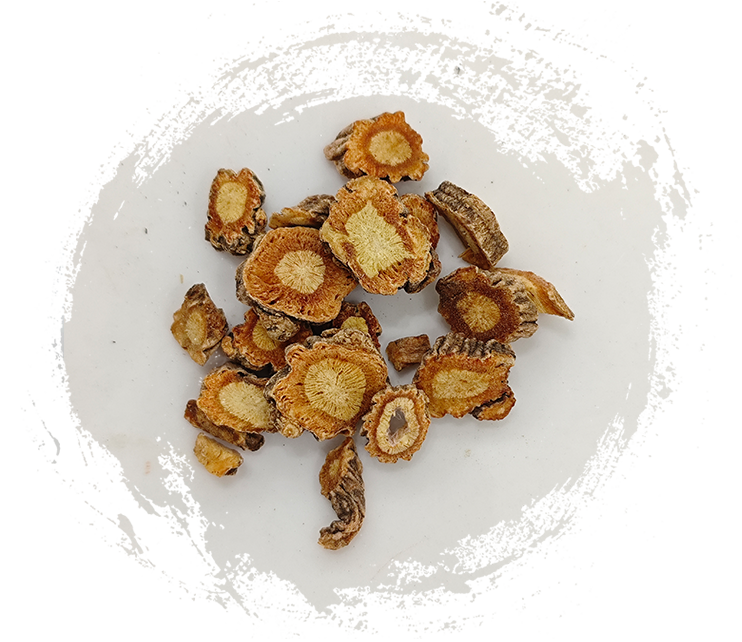 ซาโปชนิโคเวีย ดิวาริคาต้า