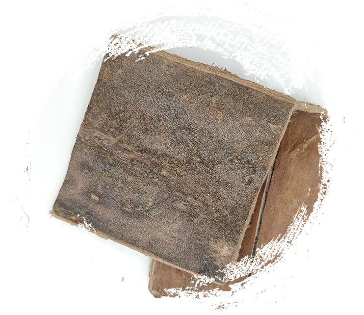 ยูโคเมีย