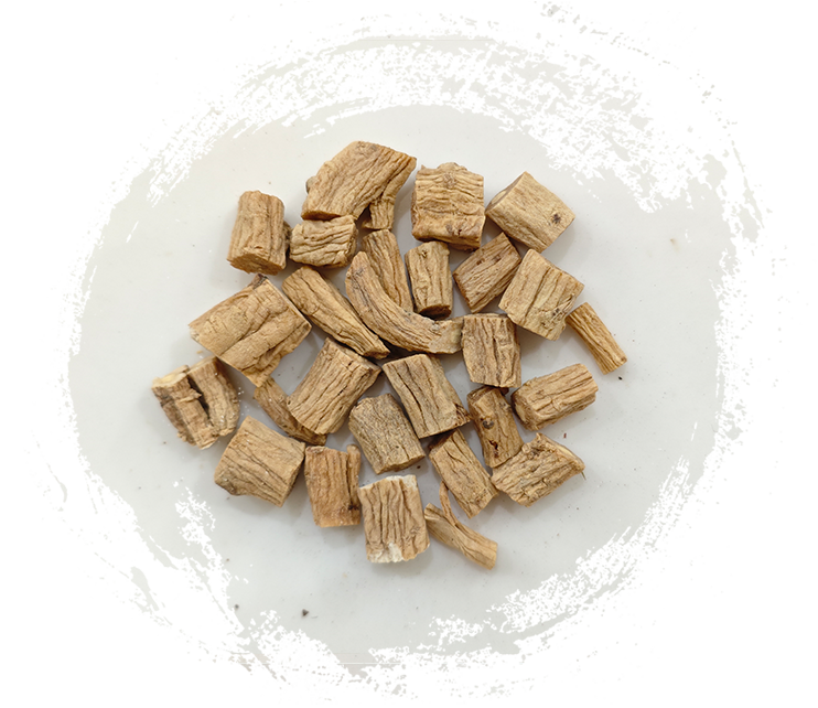 โคโดนอปซิส พิโลซูลา