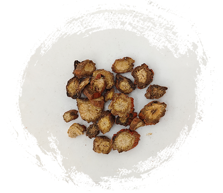 ซัลเวีย มิลติออร์ไรซา