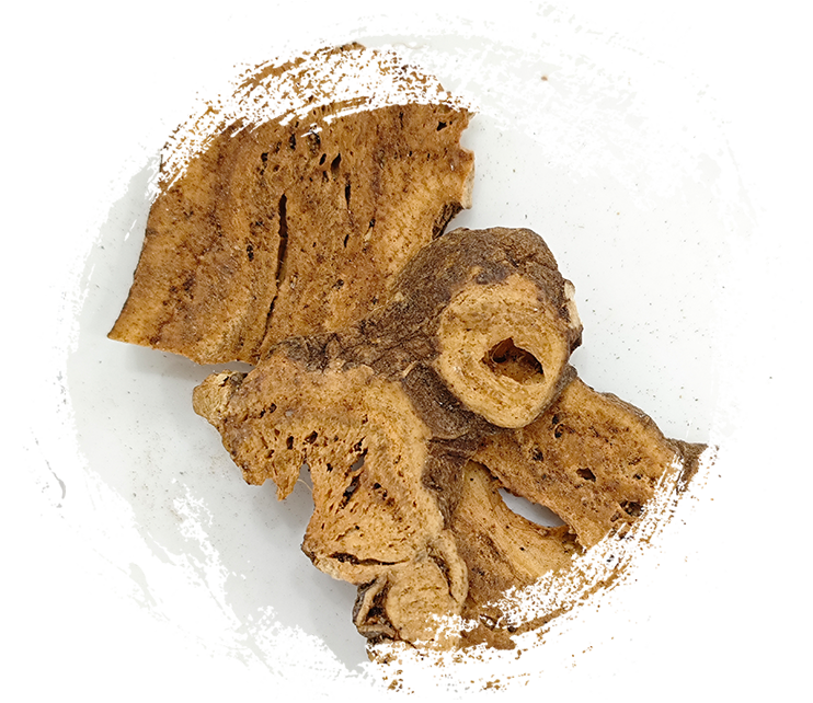 แอแทรคทิโลเดส แมคโครเซฟาลาคั่ว