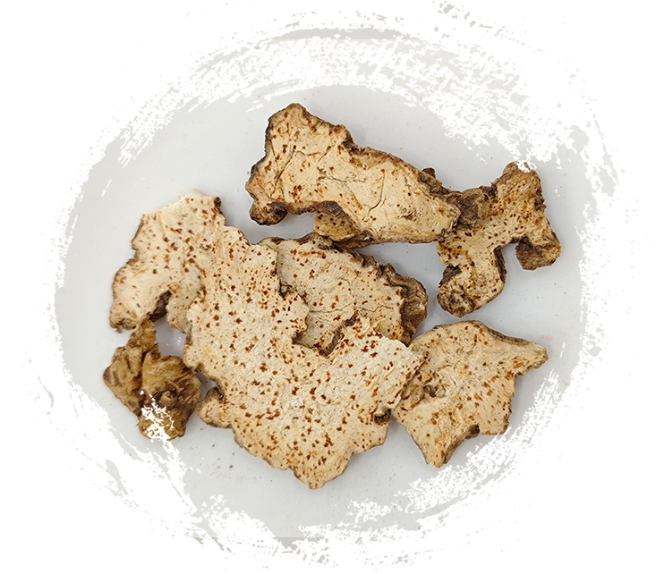 แอแทรคทิโลเดส แลนเซีย