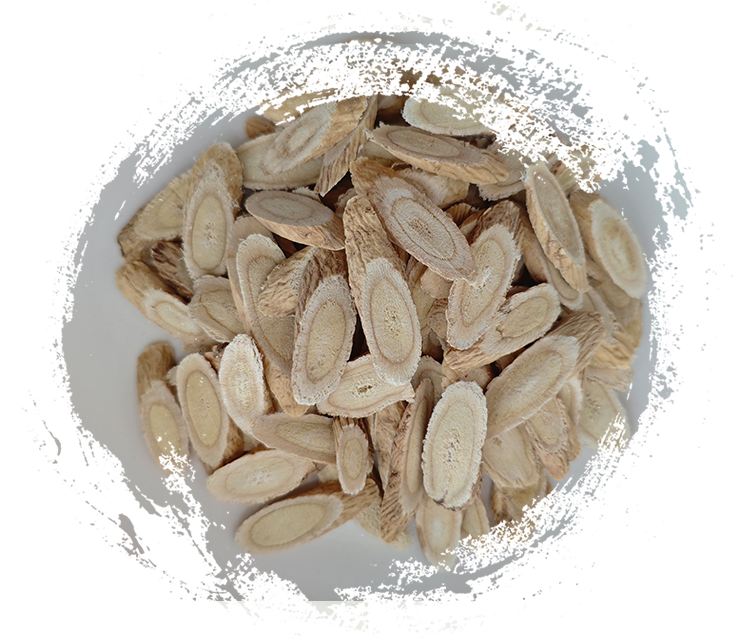 Astragalus membranaceust (ใช้ใน TCM)