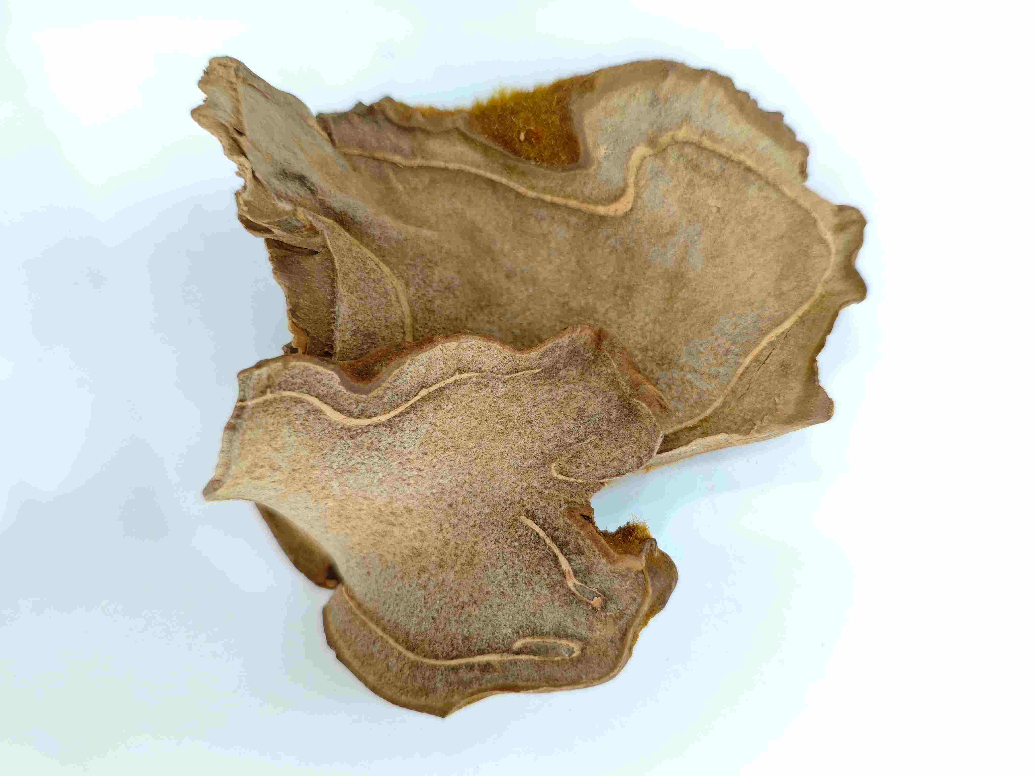 หลังสุนัข