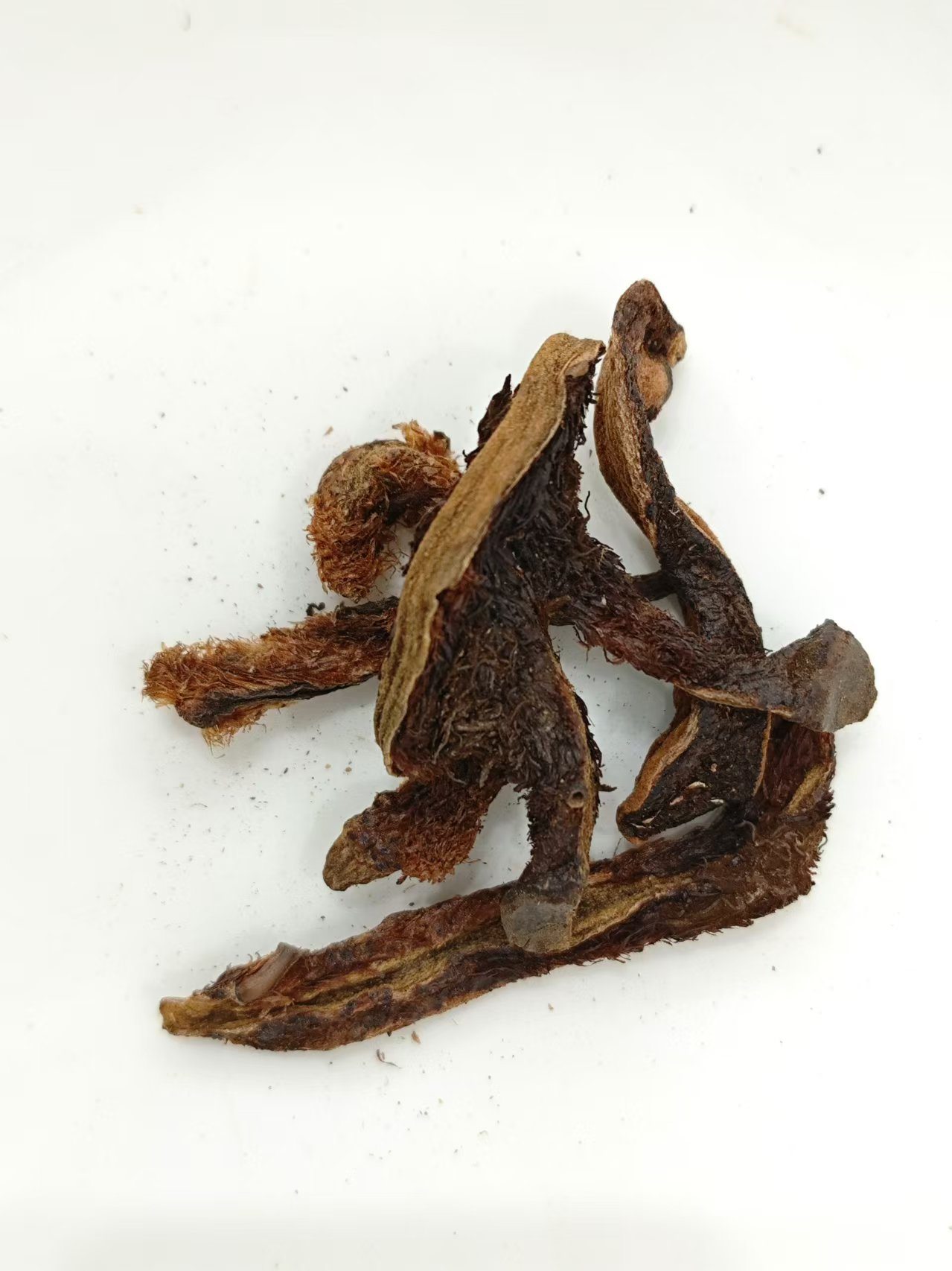 การซ่อมแซมชิ้นส่วนกระดูก