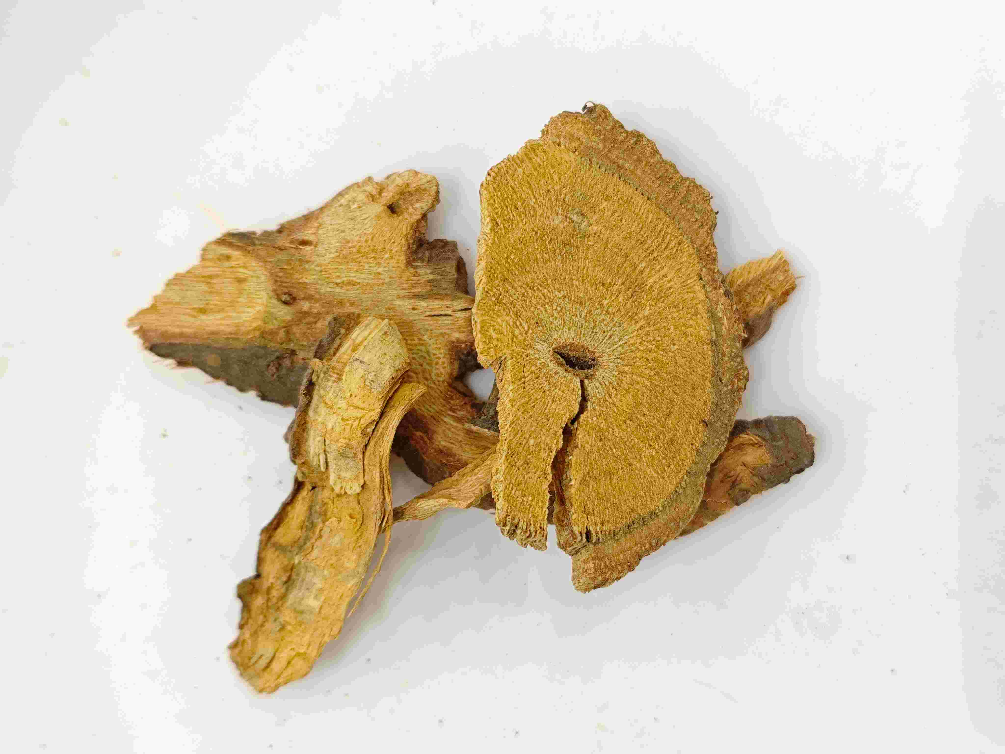 Knotweed ญี่ปุ่น