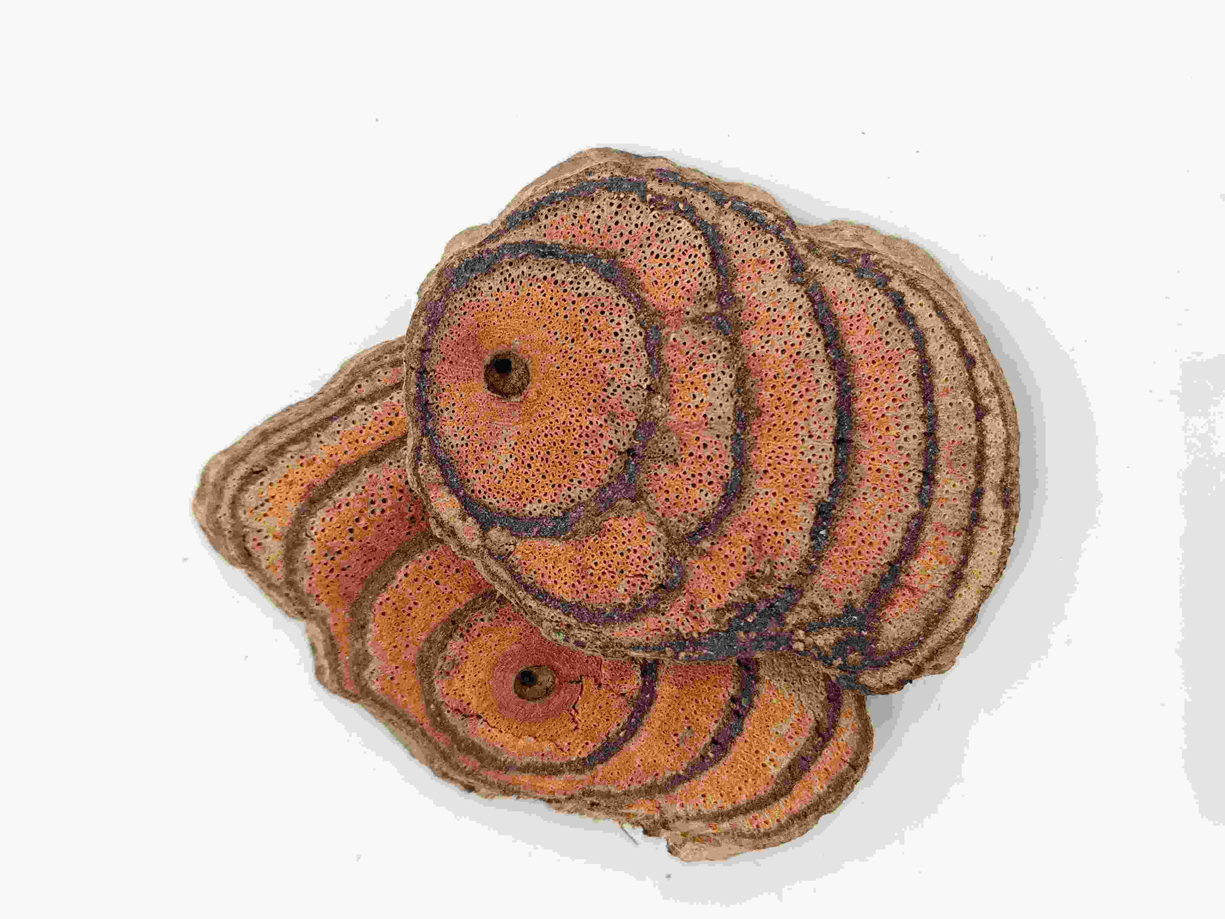 Millettia reticulata, jixueteng