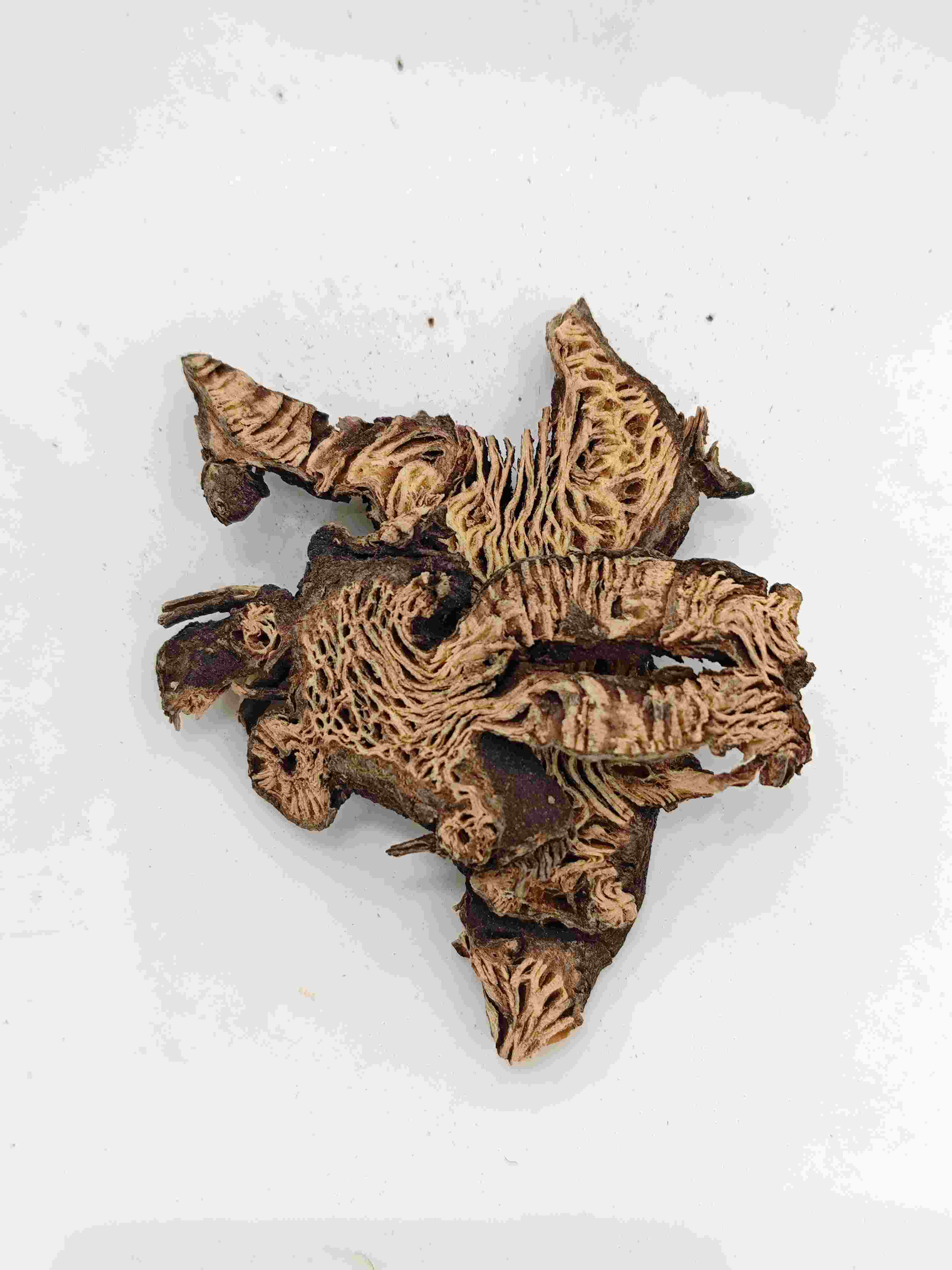 Cimicifuga Rhizome (Shengma)