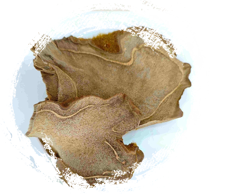 หลังสุนัข