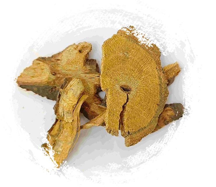 Knotweed ญี่ปุ่น