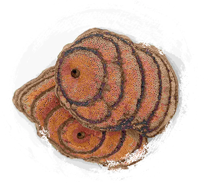 Millettia reticulata, jixueteng