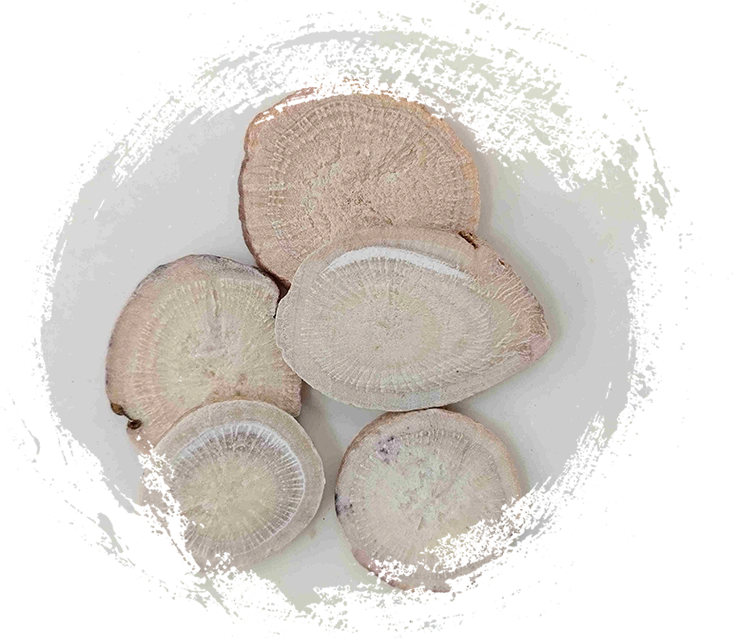 รากดอกโบตั๋นสีขาว (Sheng Baishao)