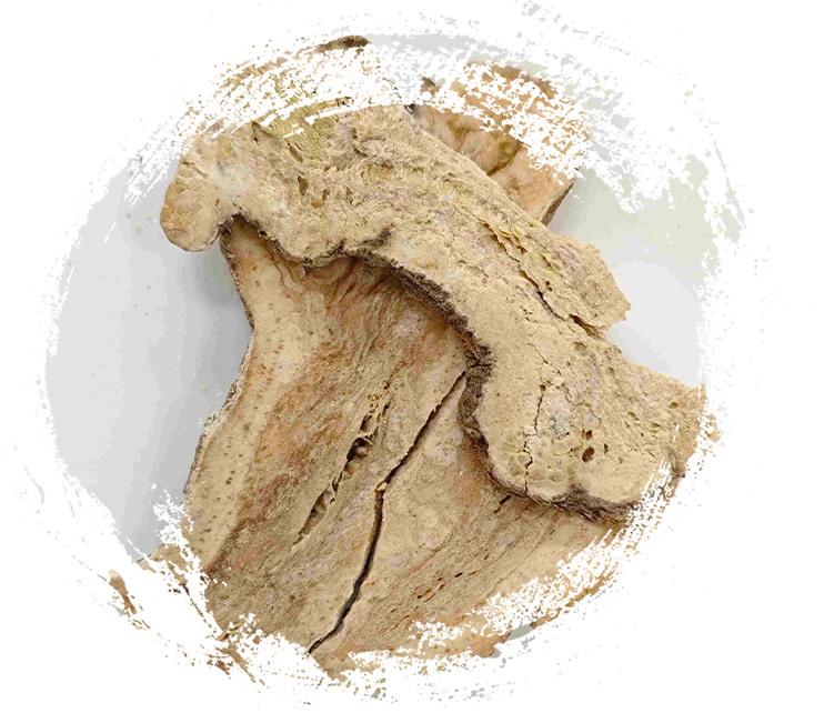 Atractylodes Rhizome (Sheng Baizhu)