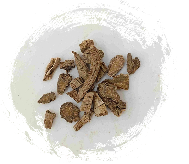 Drynaria เหง้า (Xuduan)