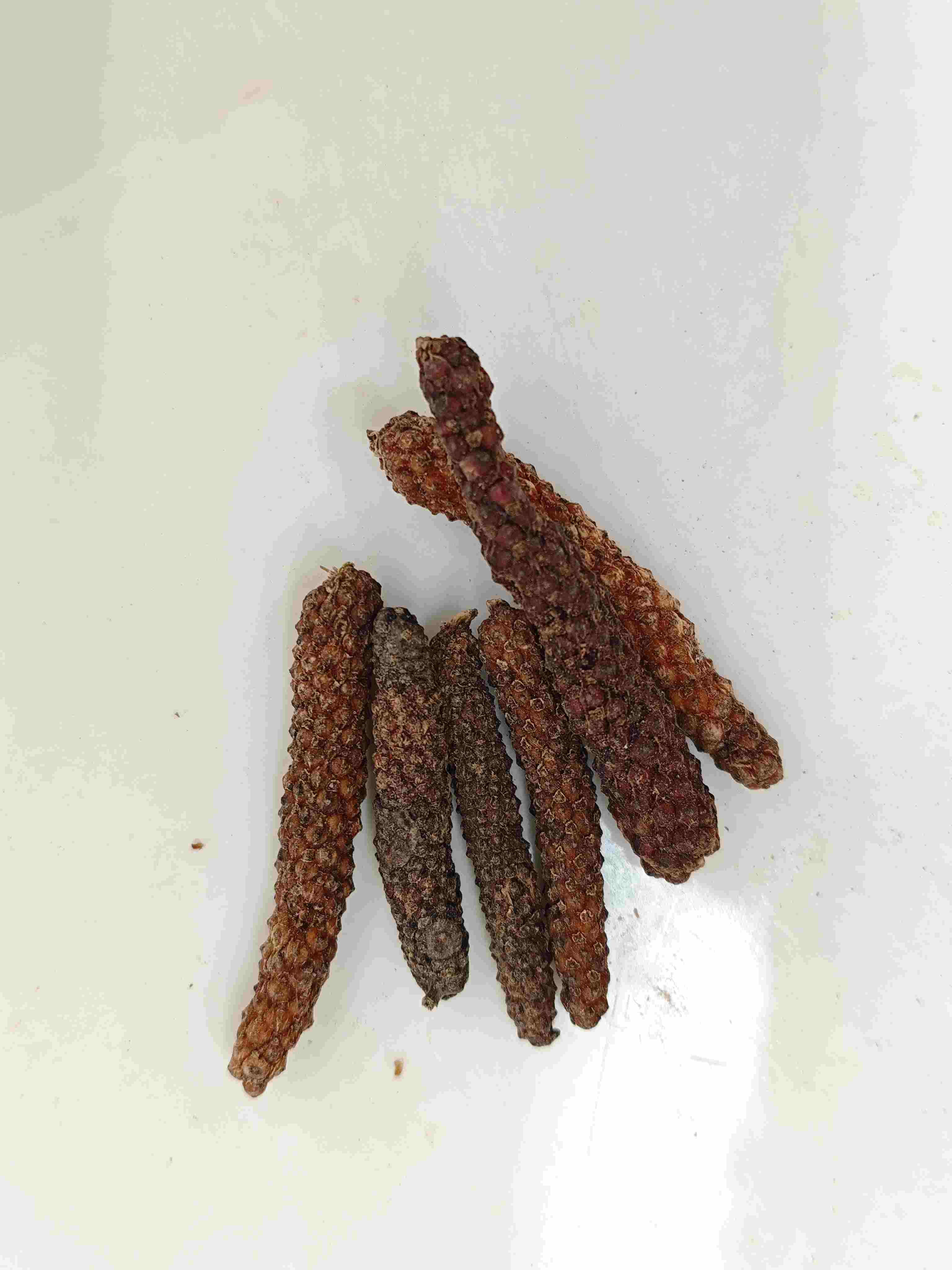Piper Longum Fruit (BìBá)