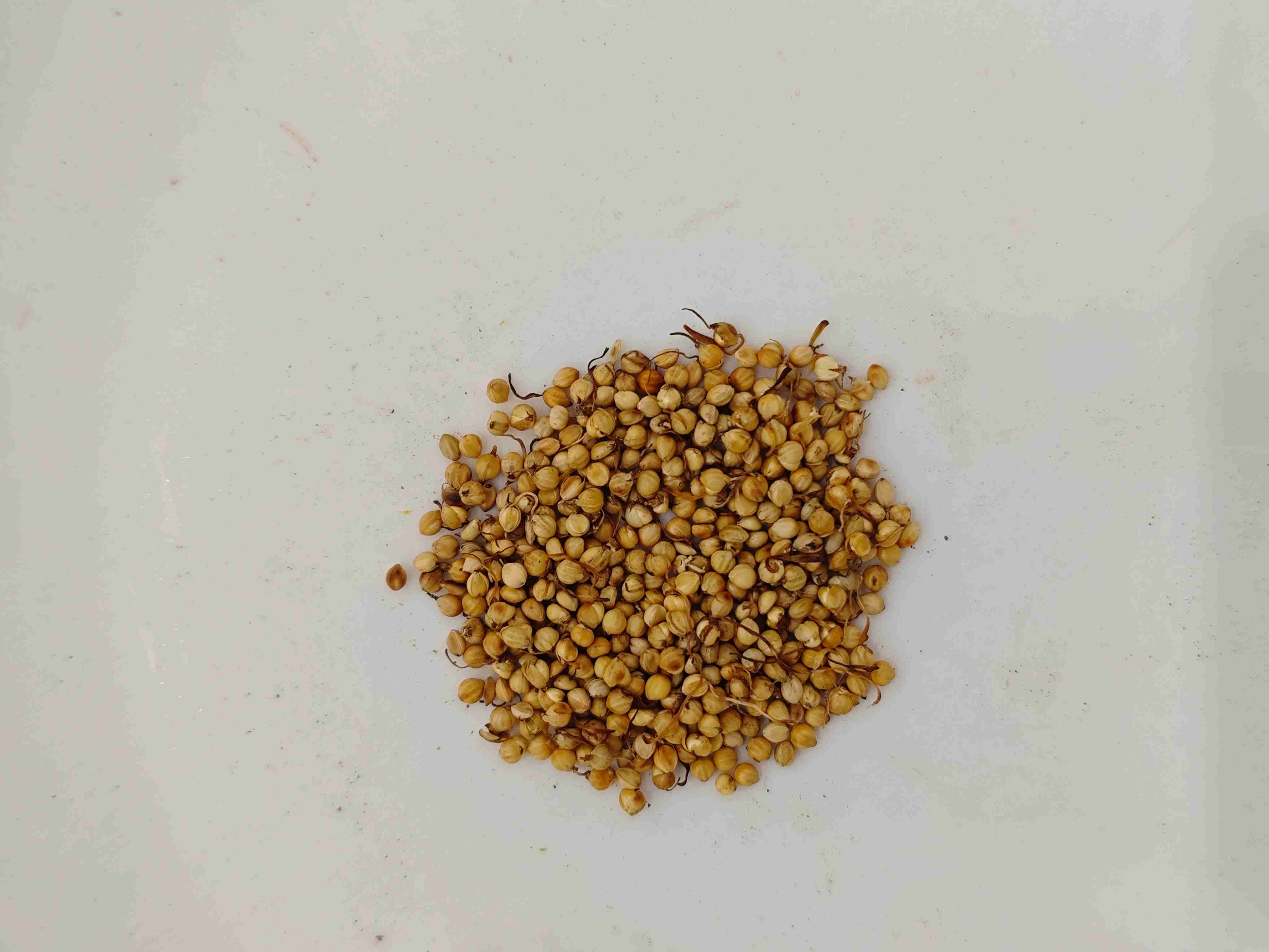 ถั่วงอก (chǎogǔyá)