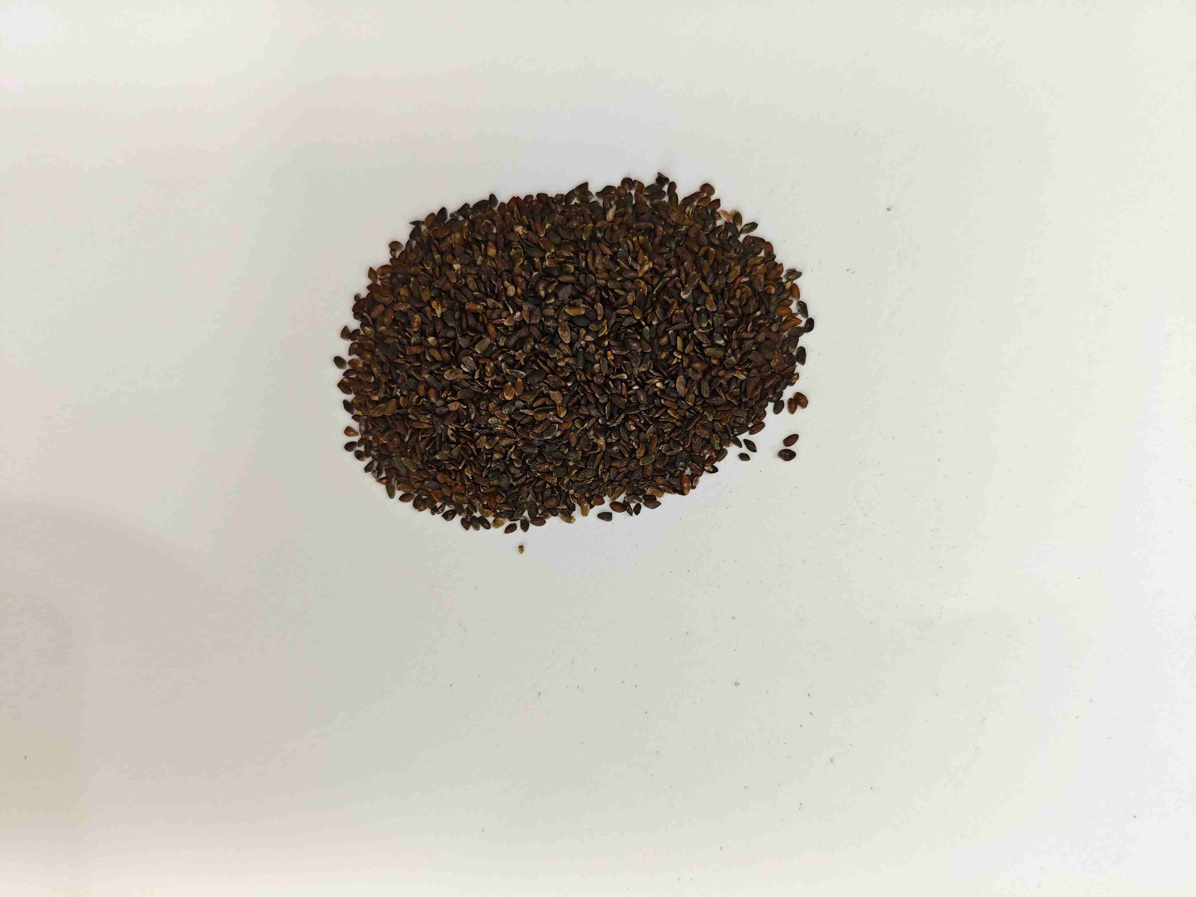 เมล็ดพันธุ์ต้นกล้า (Cheqianzi)