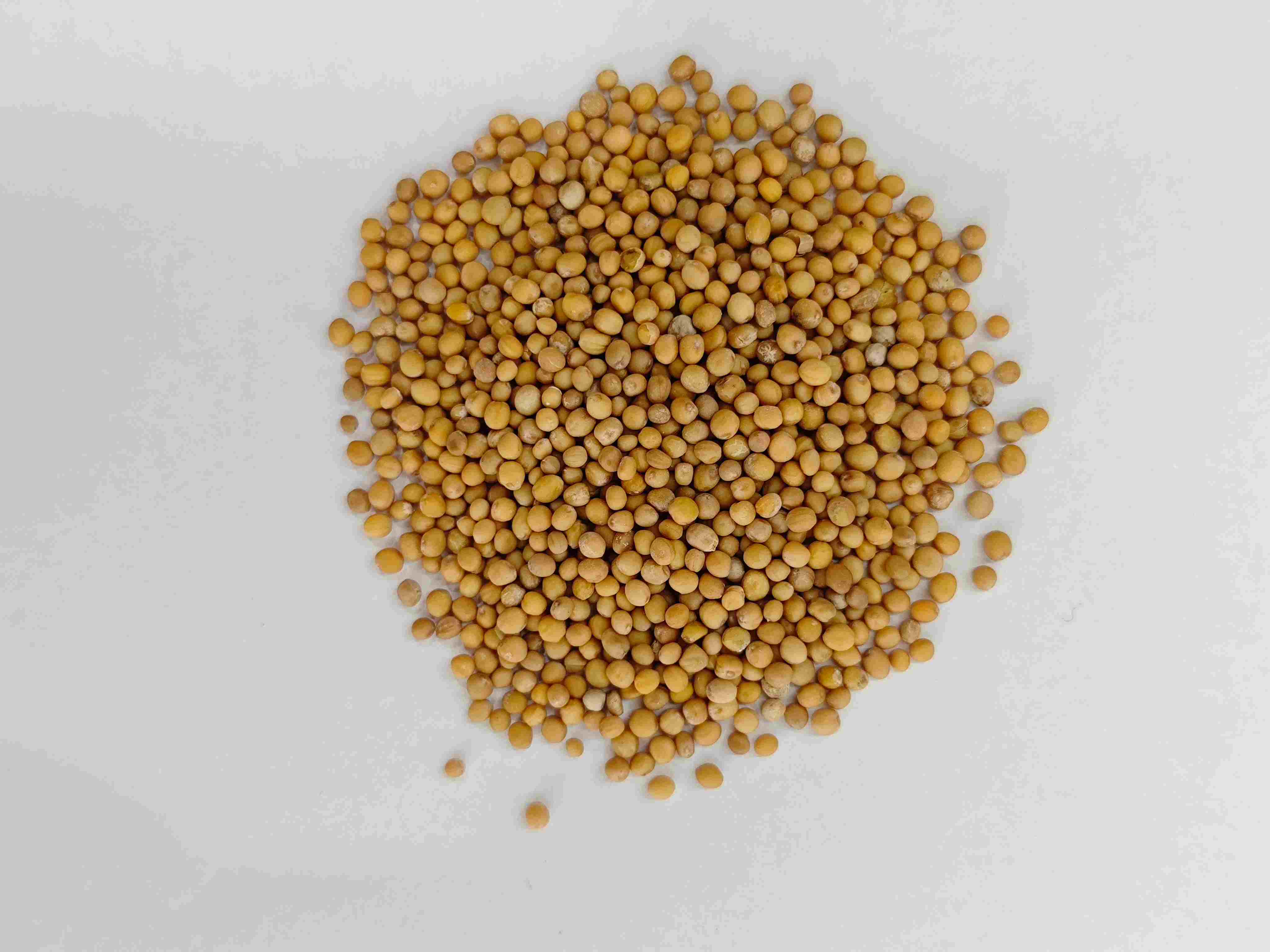 เมล็ดมัสตาร์ด (jièzǐ)