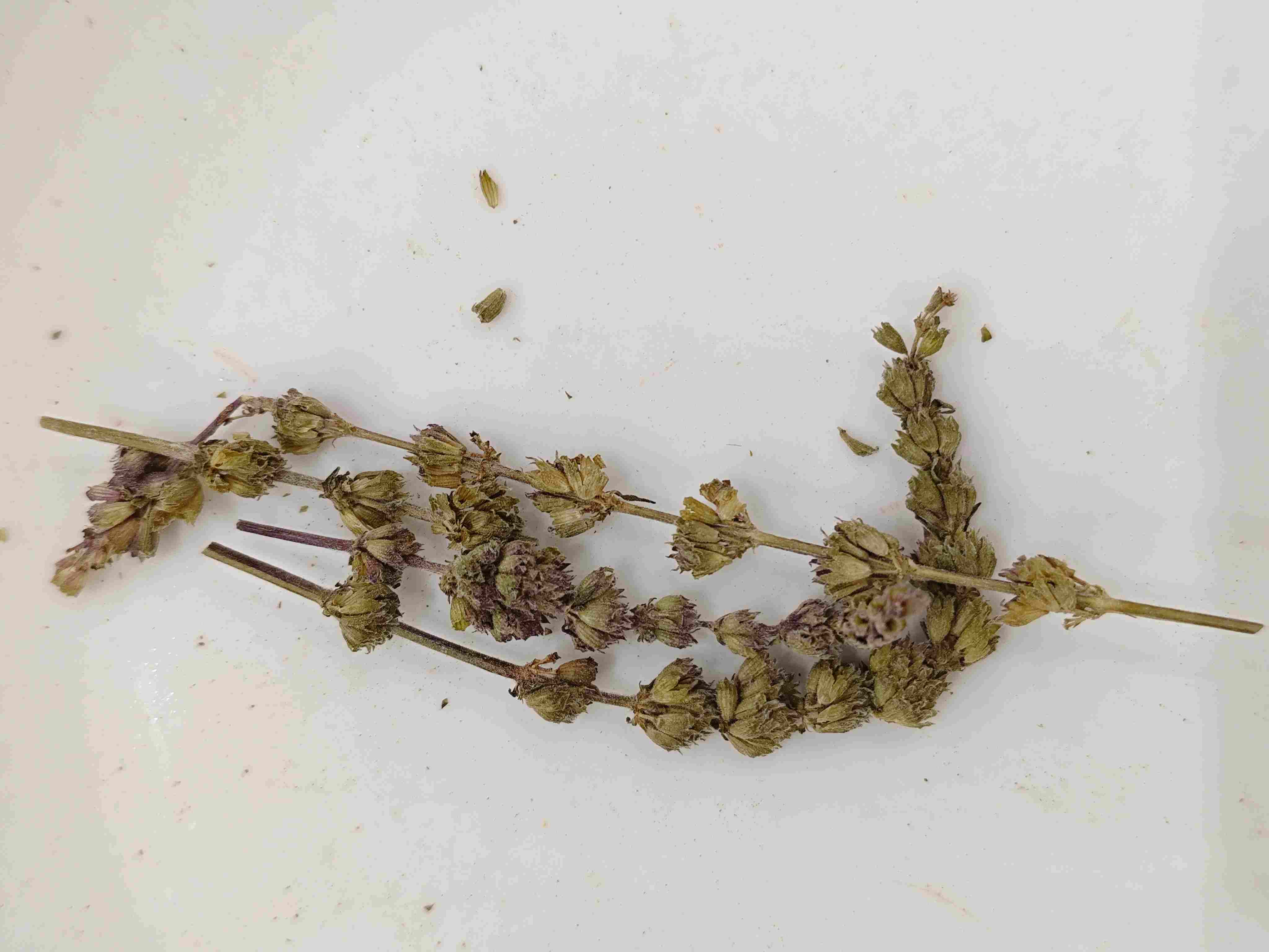 Schizonepeta Spike (Jīngji&egrave;su&igrave;)