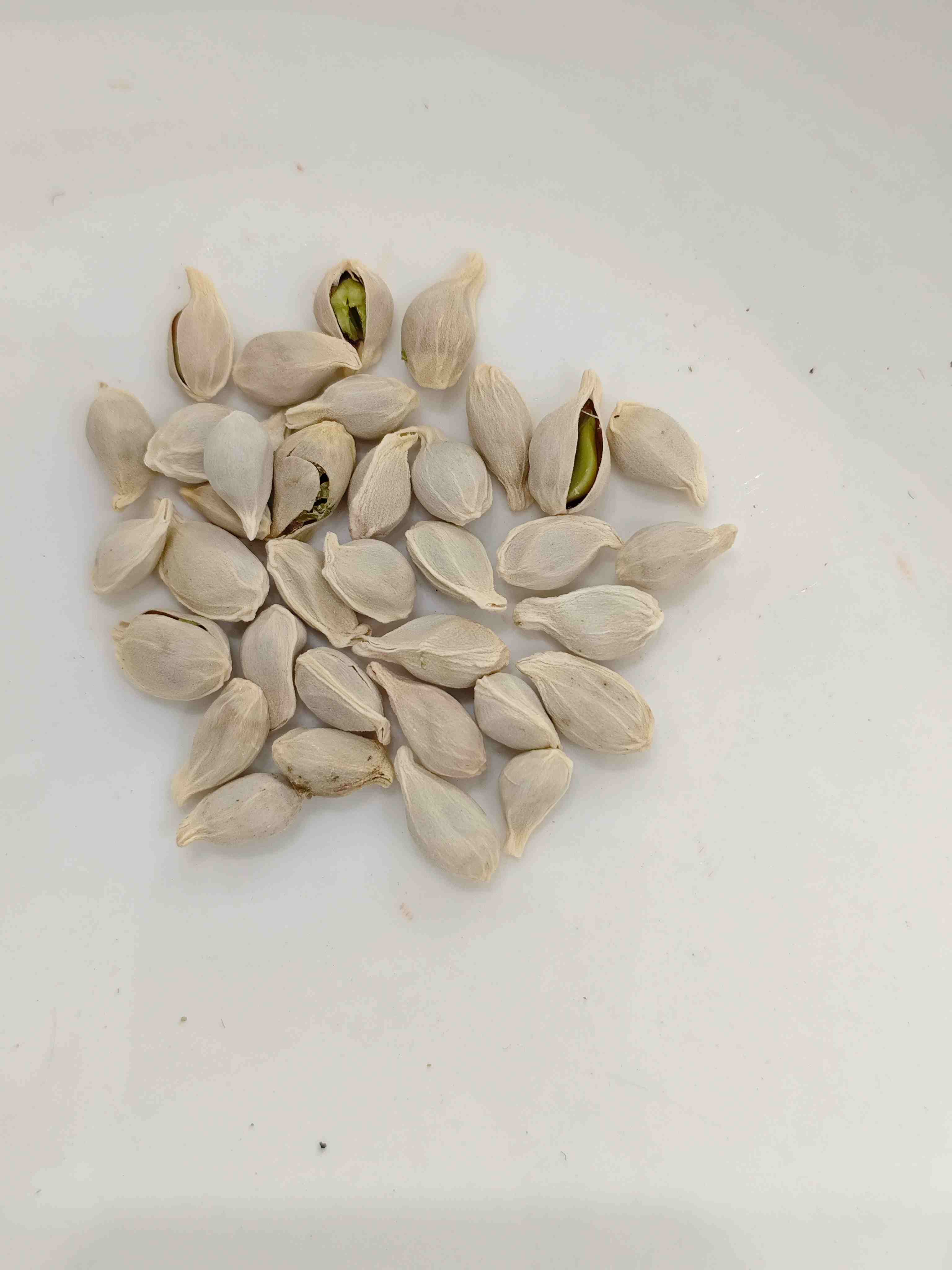 Sangerine Seed (J&uacute;h&eacute;)