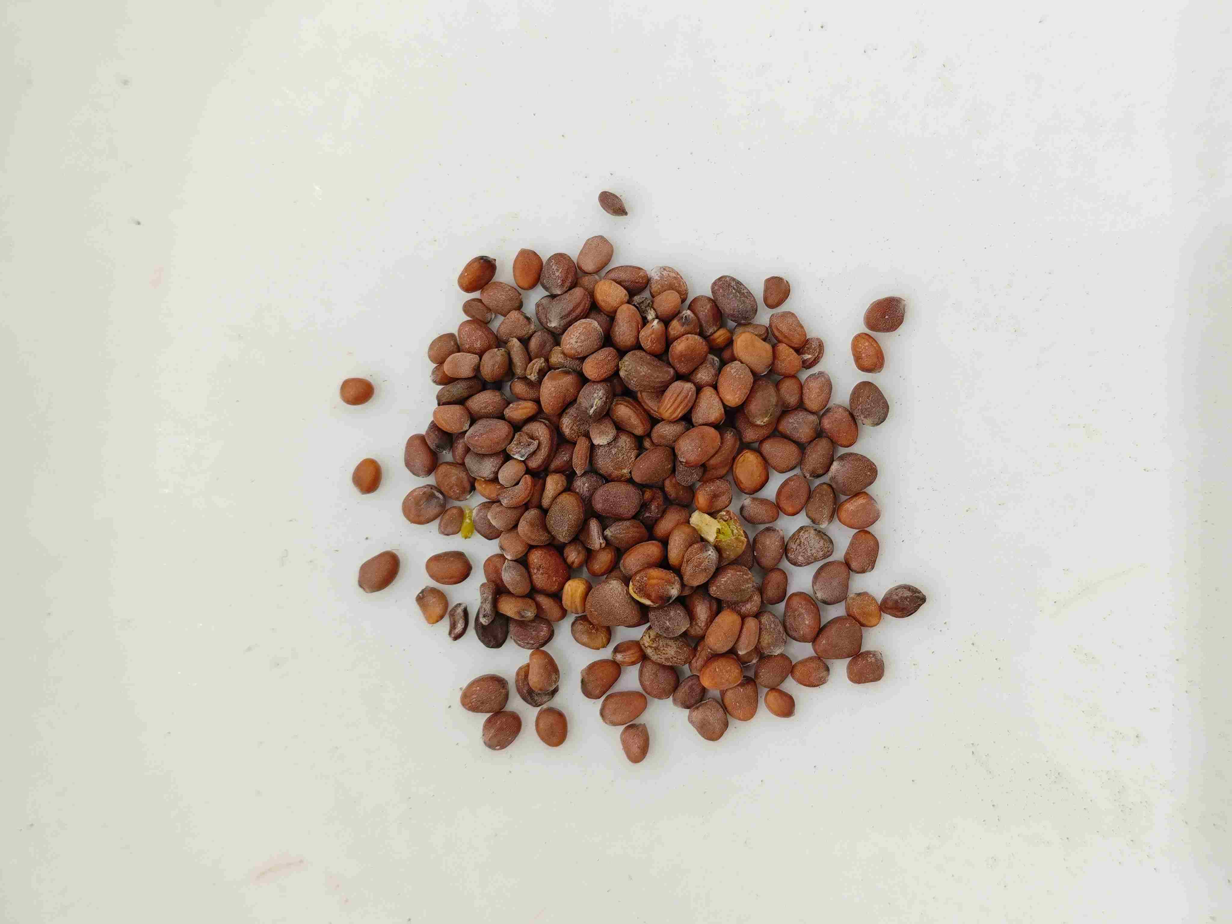 เมล็ดหัวไชเท้า (làifúzǐ)