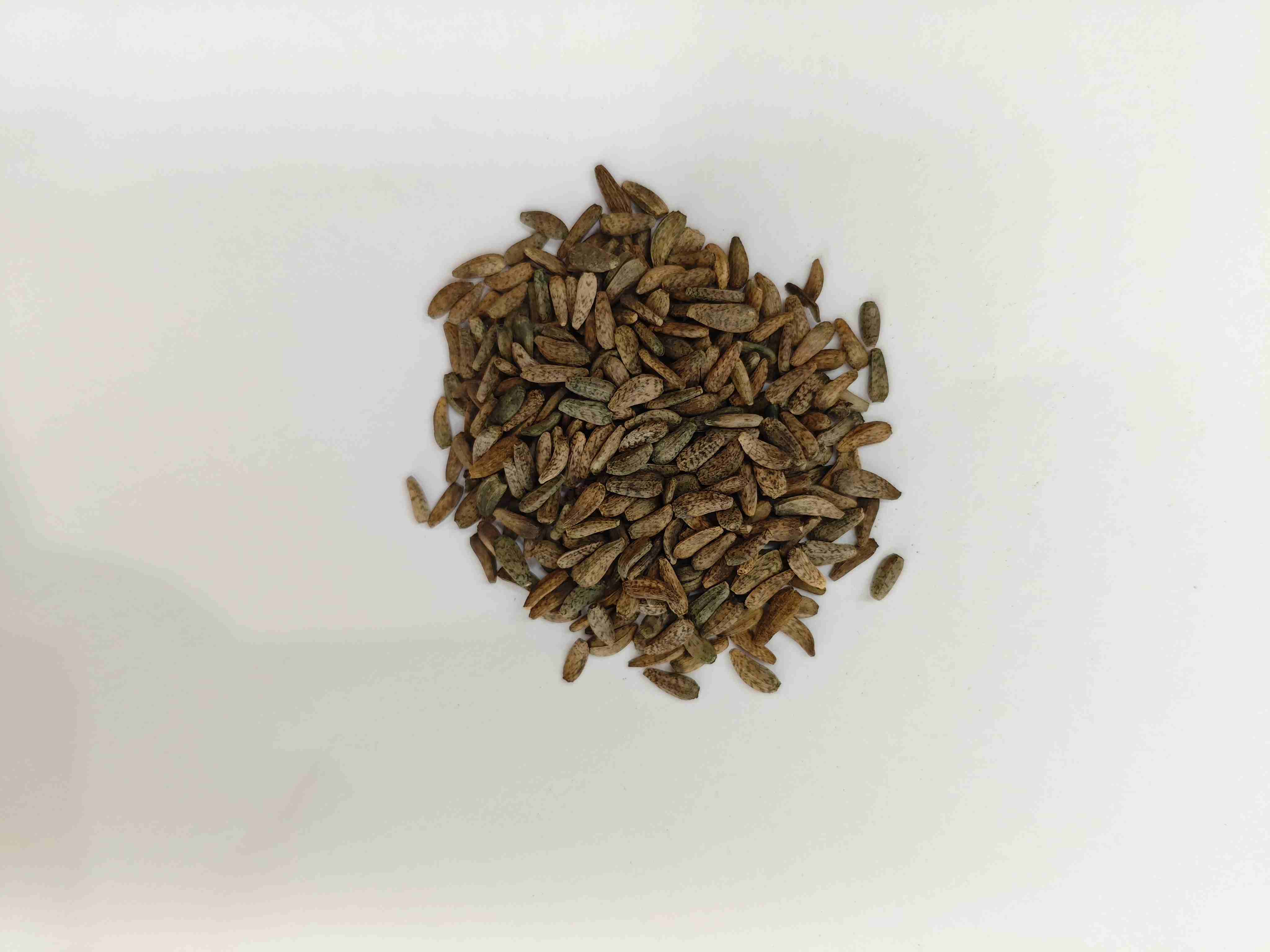 เมล็ด Arctium Lappa (Niúbàngzǐ)