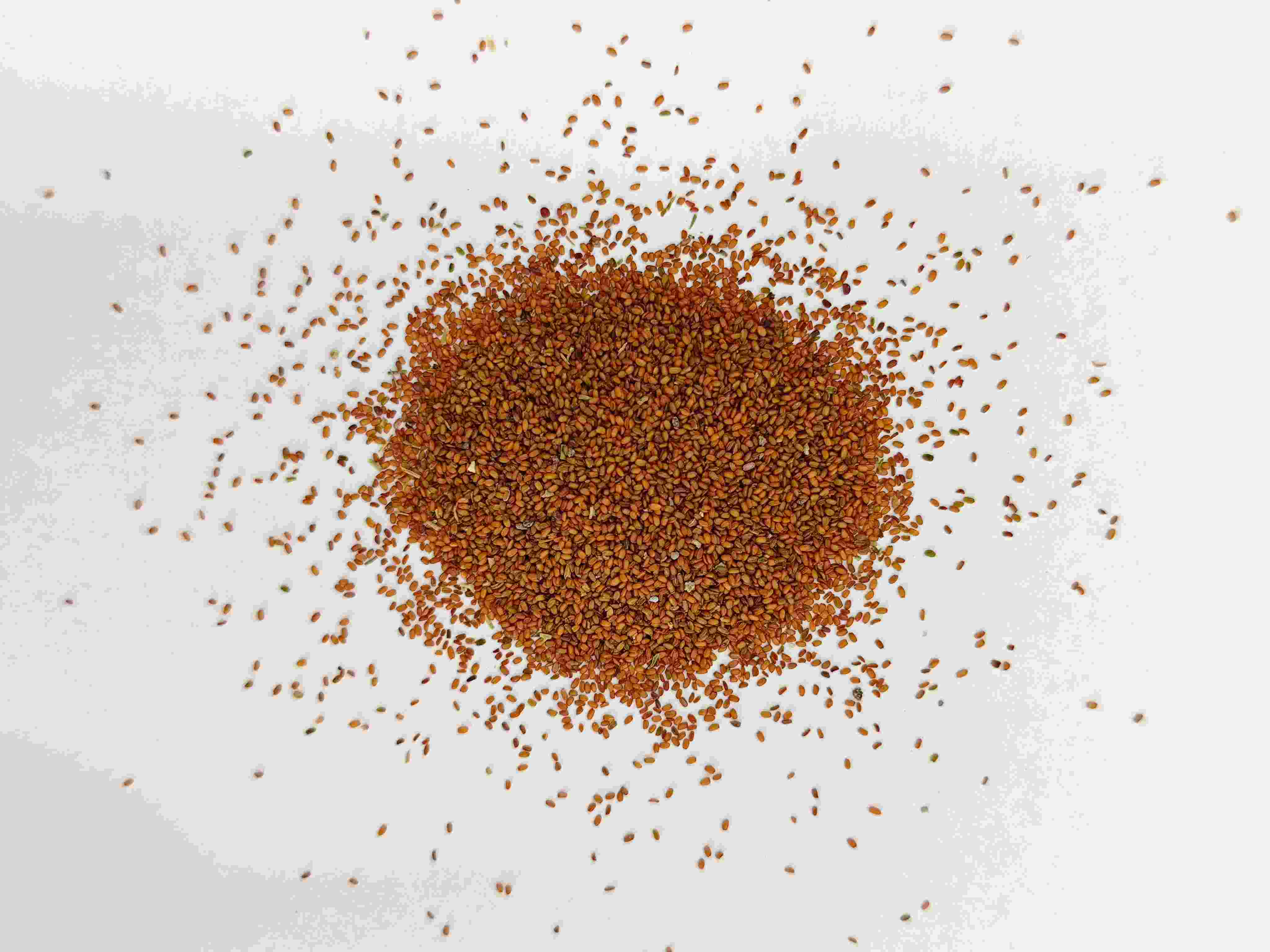 เมล็ดพันธุ์โคลท์ฟุต (tínglìzǐ)