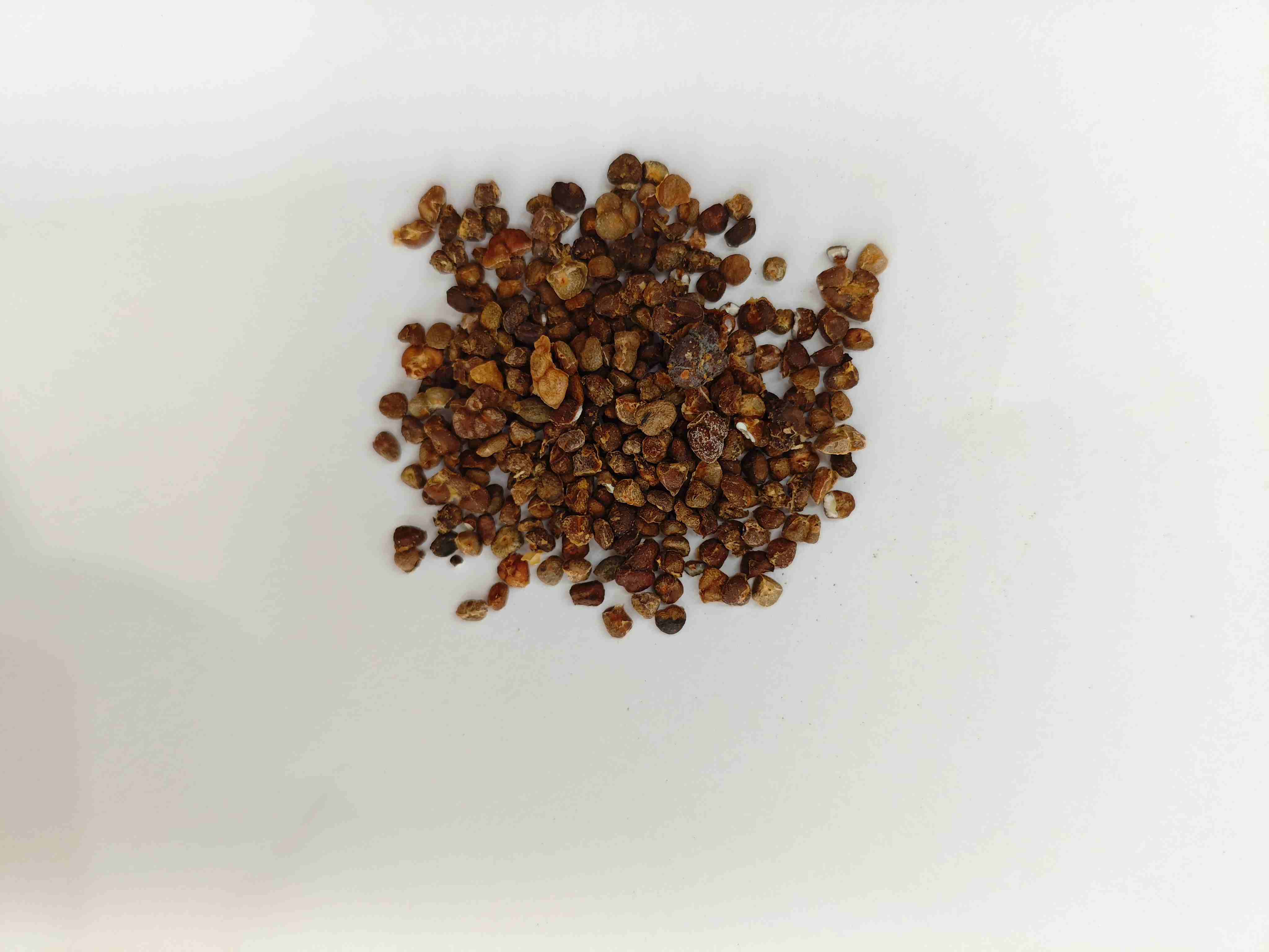 ลิลลี่ขิงจีน (Yìzhì)