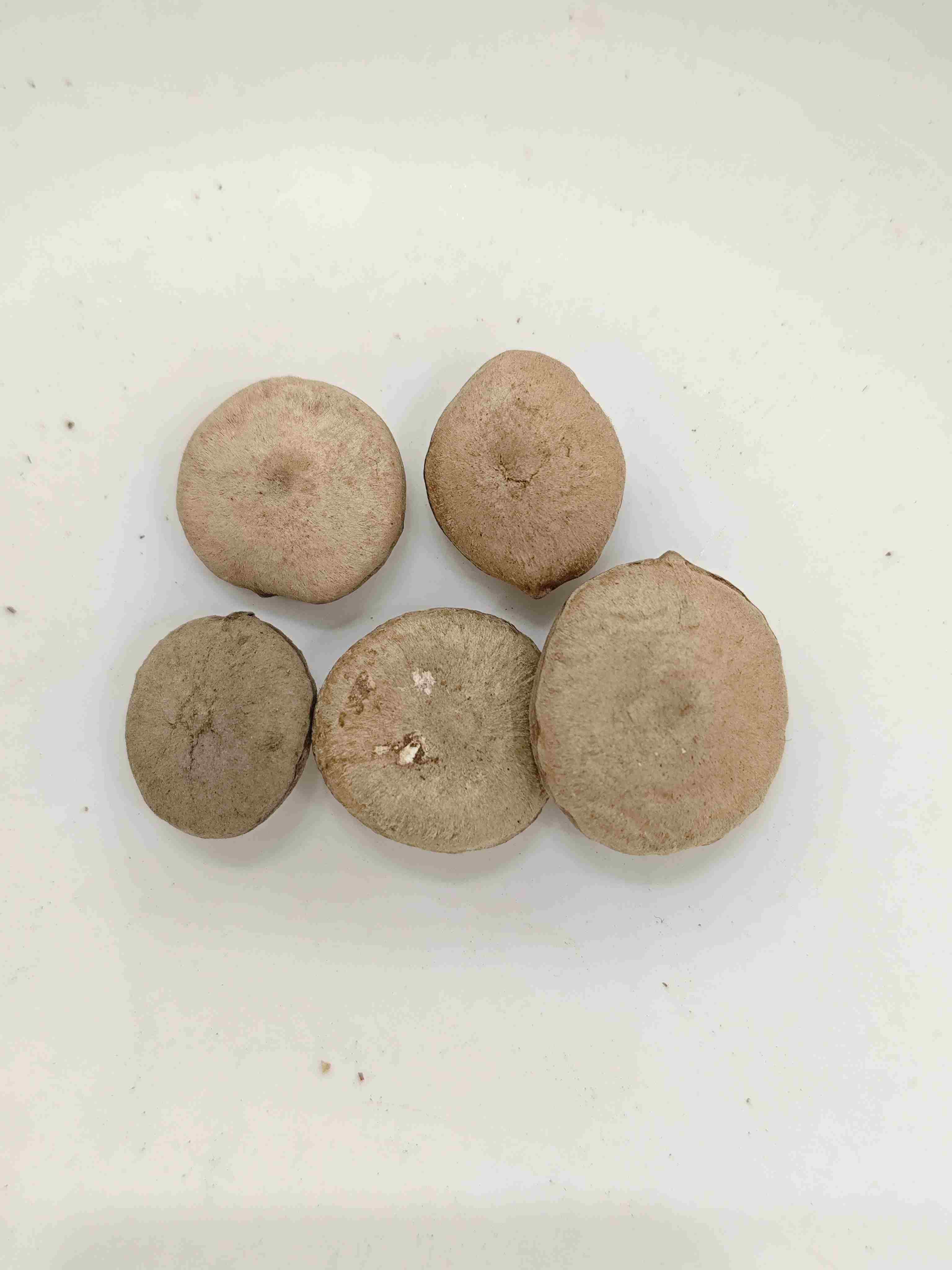 แปรรูปเมล็ด Strychnos (ZhìMǎqiánzǐ)