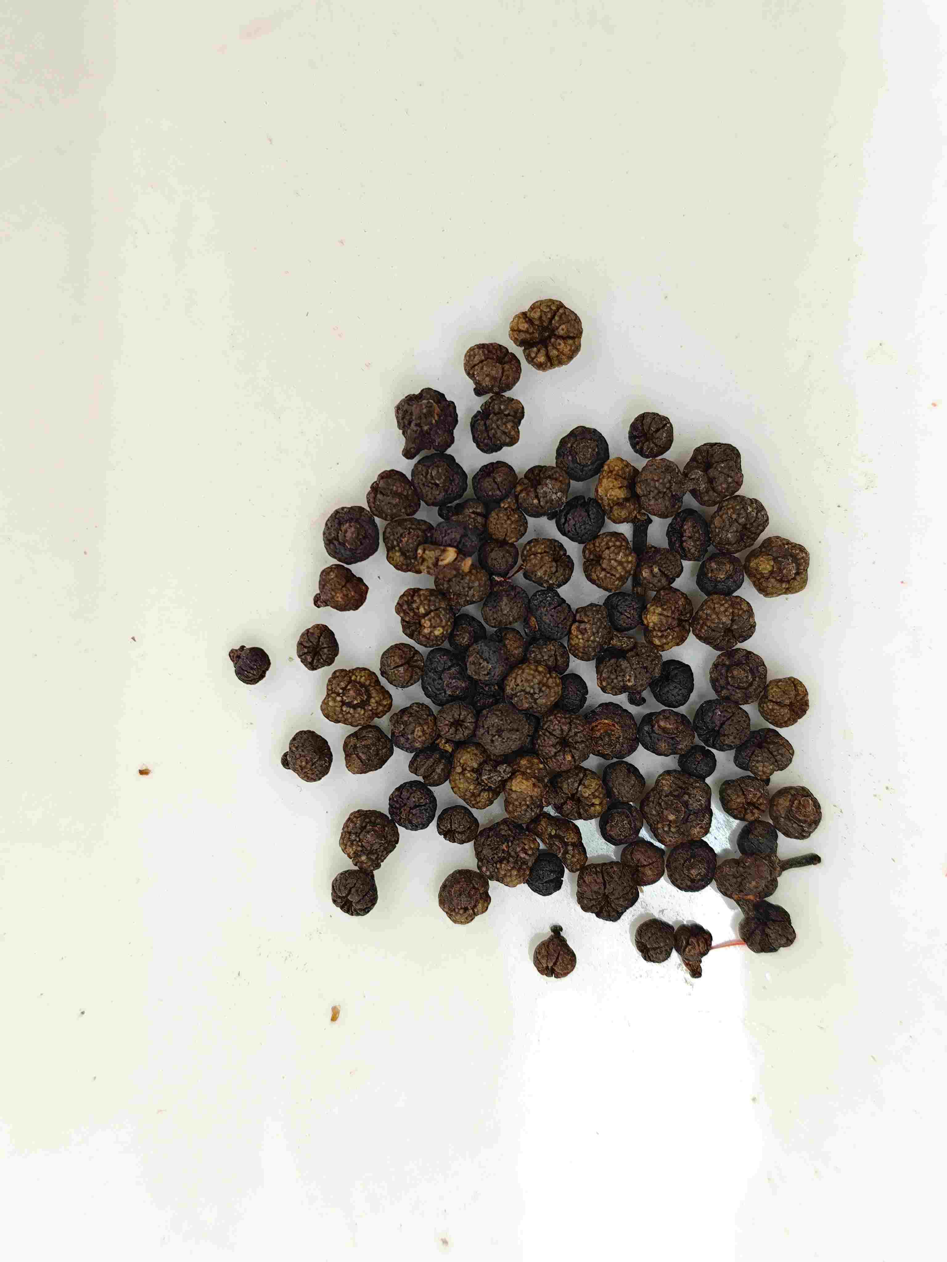 ผลไม้ Evodia แปรรูป (ZhìWúzhūyú)