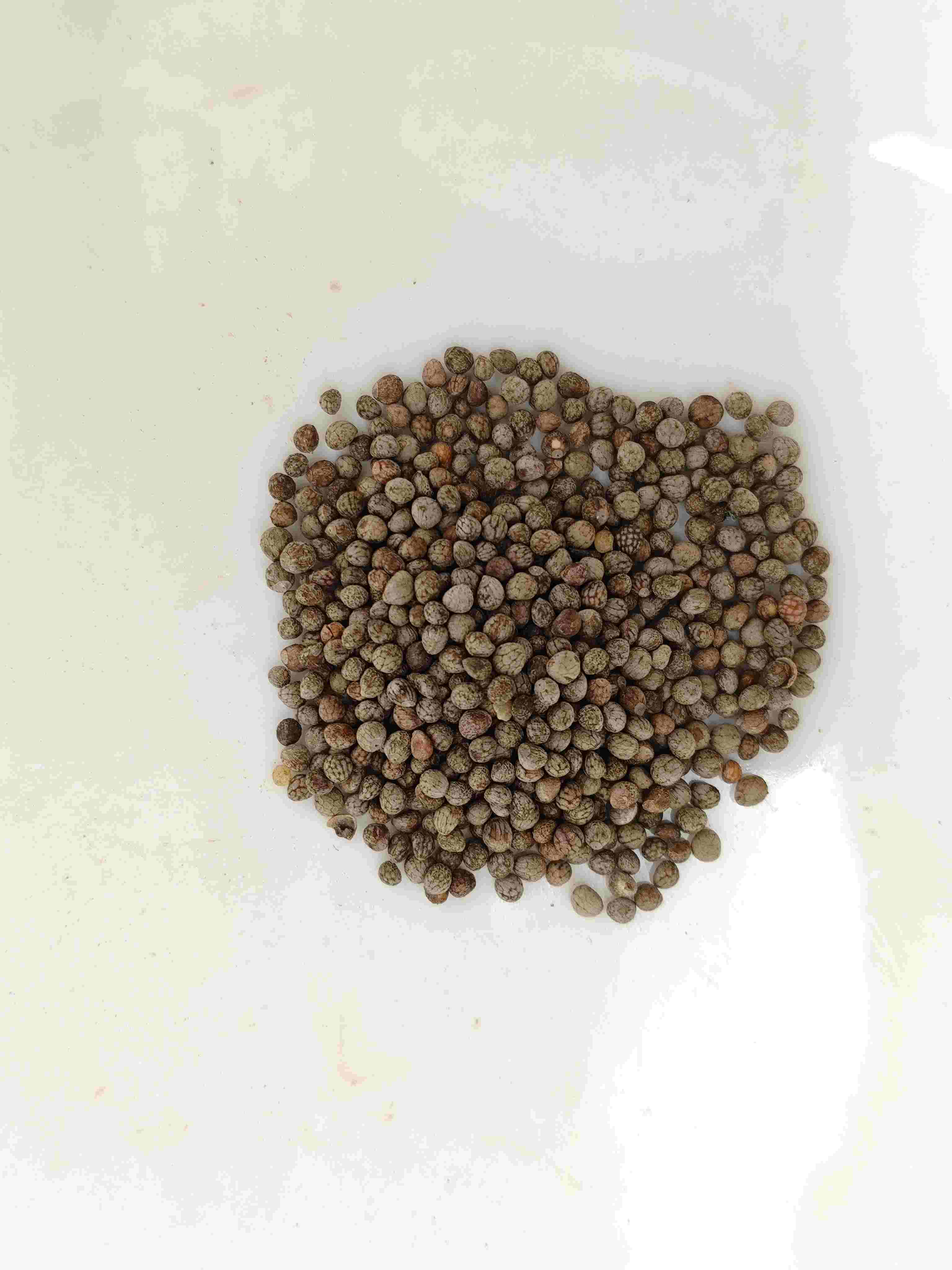 Perilla Seed (Zǐsūzǐ)