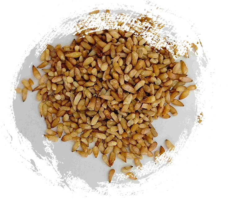 เมล็ด Arborvitae จีน (Bǎizǐrén)