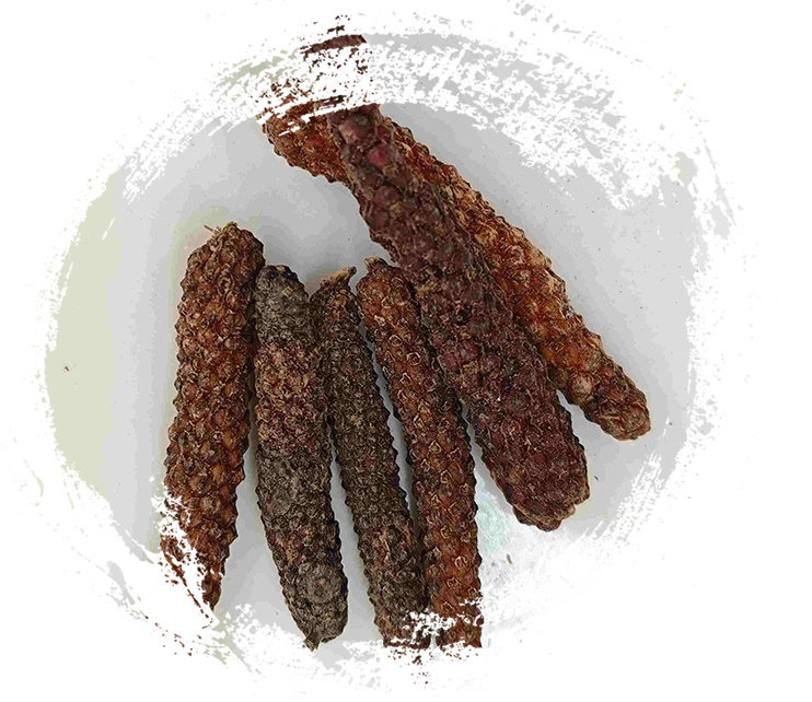 Piper Longum Fruit (BìBá)
