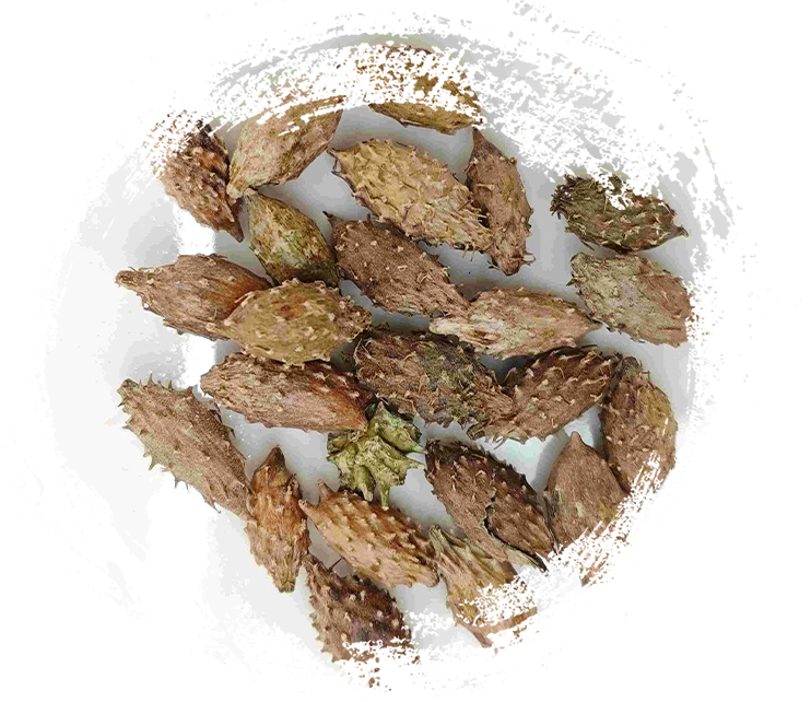 Xanthium Fruit (Cāngěrzǐ)