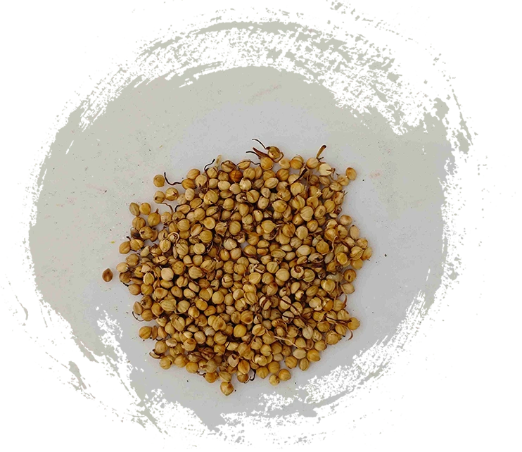 ถั่วงอก (chǎogǔyá)