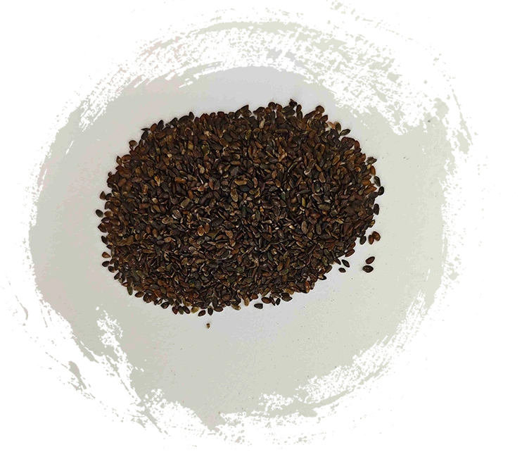 เมล็ดพันธุ์ต้นกล้า (Cheqianzi)