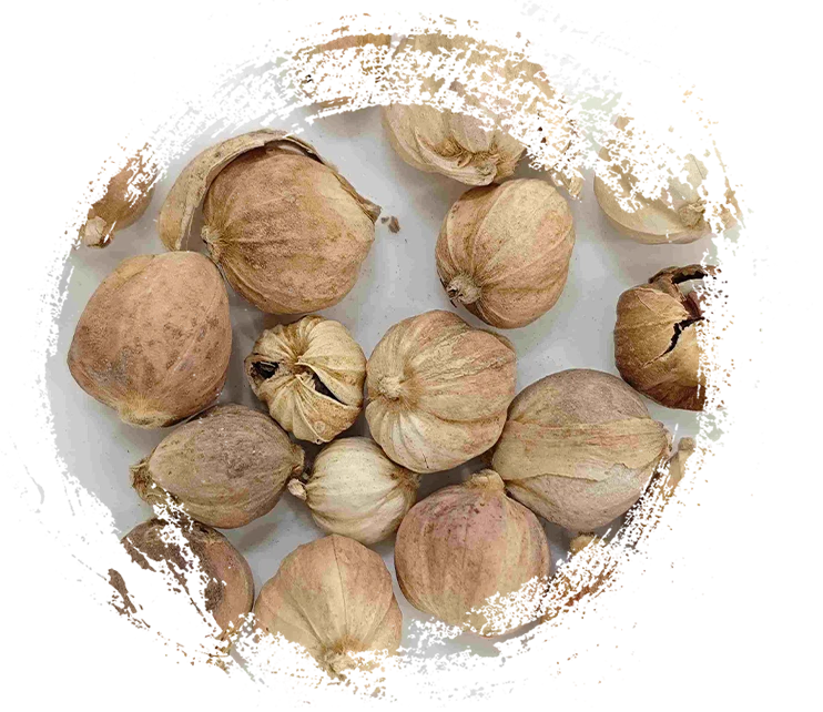 กระวาน (dòukòu)