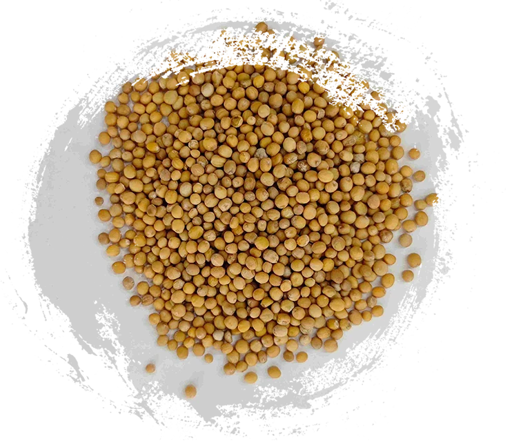 เมล็ดมัสตาร์ด (jièzǐ)