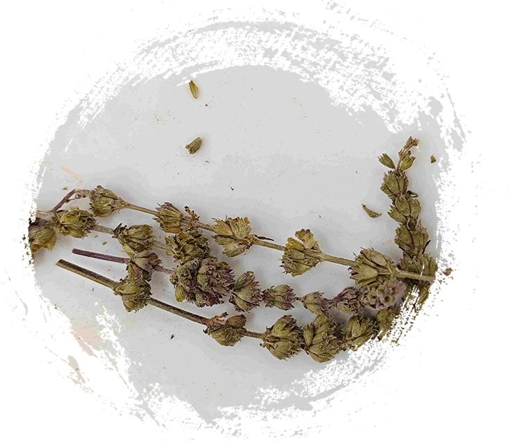 Schizonepeta Spike (Jīngjièsuì)