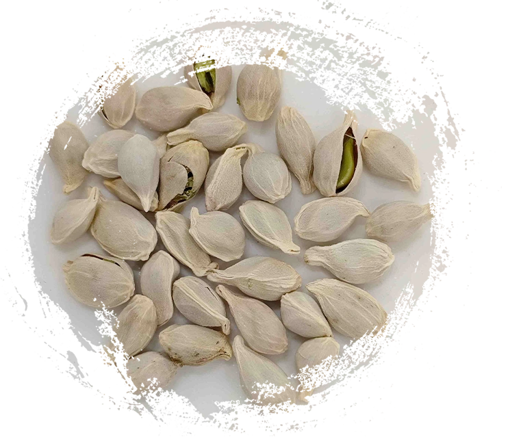 Sangerine Seed (Júhé)