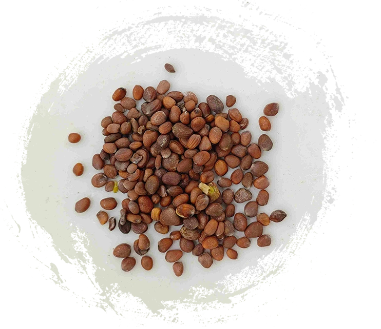 เมล็ดหัวไชเท้า (làifúzǐ)