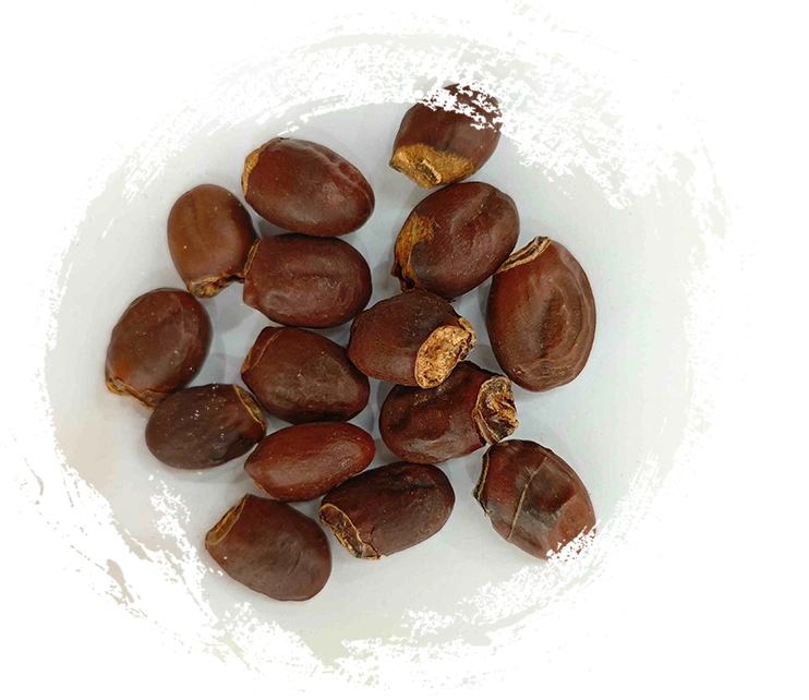 เมล็ดลิ้นจี่ (lìzhīhé)