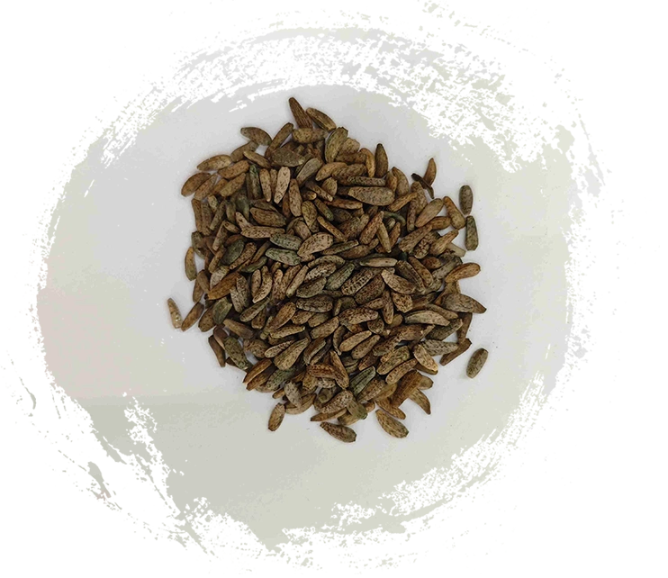 เมล็ด Arctium Lappa (Niúbàngzǐ)