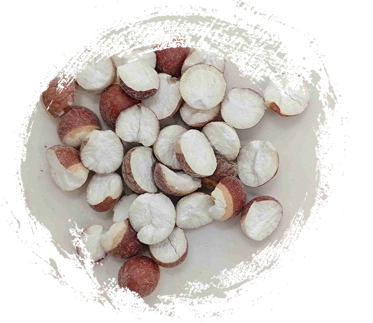 เมล็ด Euryale (Qiànshí)