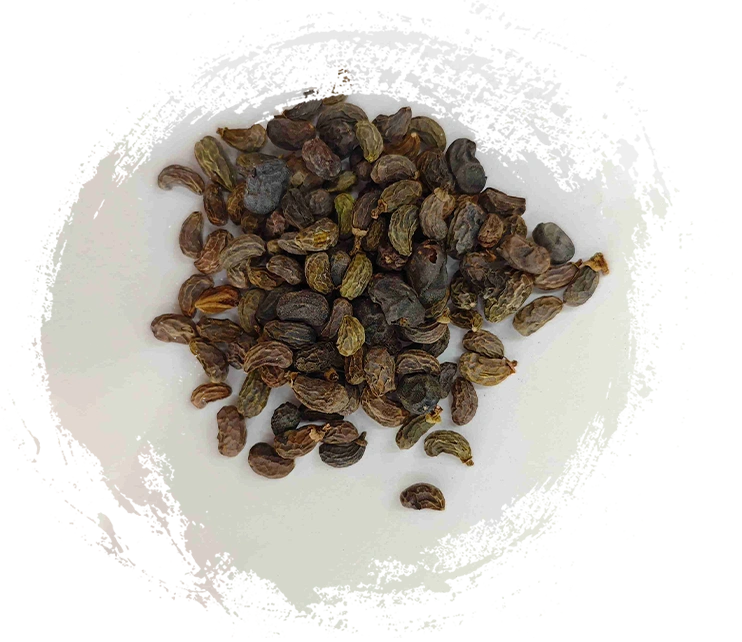 ผลไม้ Ligustrum (nǚzhēnzǐ)